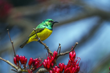 Collared Sunbird in Kruger National park, South Africa