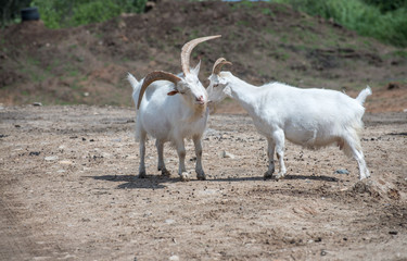 Fototapeta premium White goats grazing on stony ground plains near Bauska, Latvia.