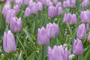 Fototapeta premium purple tulip field