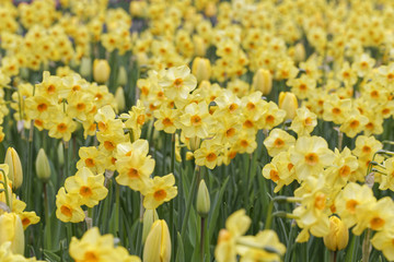 lent lily field