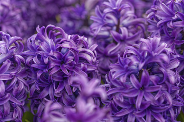 purple hyacinth field