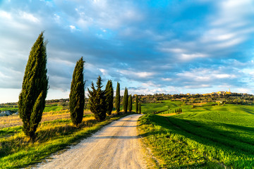 Cypresses road in tuscany