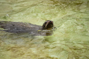 Sea dog swimming at zoo in Berlin
