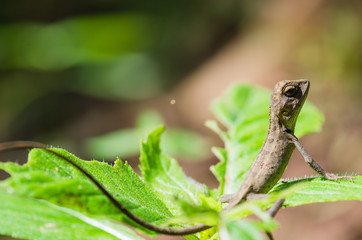 Changeable lizard on leaf, shallow depth of field, focus on the head