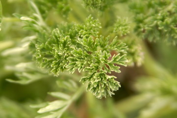 green young leaves soft natural background