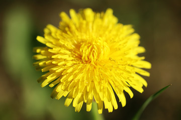 Spring dandelions on a green background. Daylight. Close-up