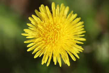 Spring dandelions on a green background. Daylight. Close-up