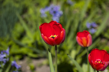 Close up of part of tulip flower. Big close up of spring tulip