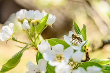 Birnbaumblüte mit Honigbiene