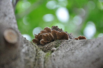 Shizophyllum commune, healing mushroom, Small mushroom growing on sick tree
