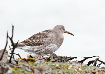 Purple sandpiper, Calidris maritima, bird of Iceland