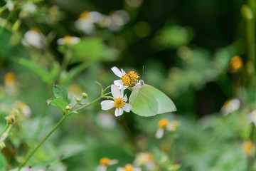 Yellow butterfly eating dew on the white flower