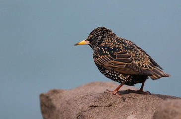Common Starling, Sturnus vulgaris, birds of Iceland