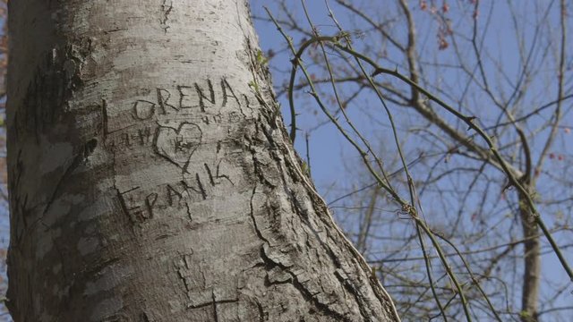 Love Initials Carved Into Tree In Forest with Heart