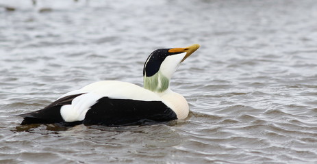 Common eider, Somateria mollissima, birds of Iceland