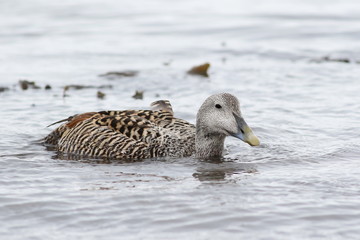 Common eider, Somateria mollissima, birds of Iceland