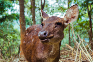 deer in forest