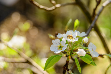 Obraz premium Birnbaumblüte mit Honigbiene