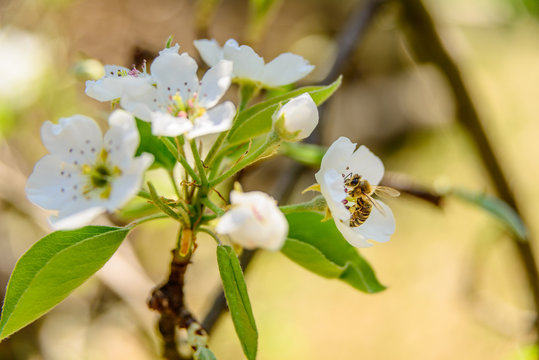 Birnbaumblüte mit Honigbiene