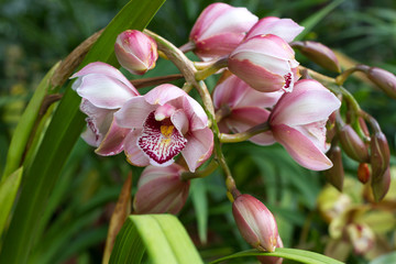 Pink Cymbidium in pot. Flower and bud of orchid