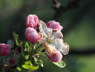 morning frost on an apple blossoms,april 21,2017.region of prespa,macedonia
