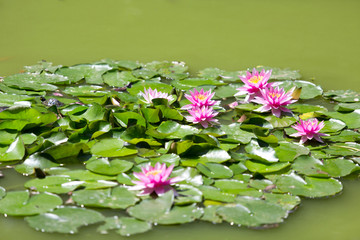 Red water lilies in a pond with turtles