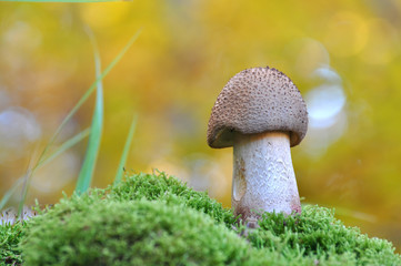 Eatable mushroom, Amanita rubescens, in the forest. Delicious edible mushroom - the blusher 