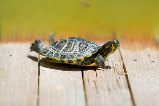 Turtle sunbathing on a wooden bridge by the pond