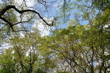 神代植物公園の新緑