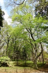 Obraz premium 神代植物公園の新緑