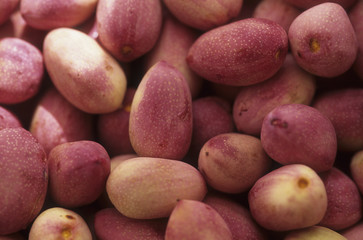 Pistacia vera / Pistachier vrai / Pistache