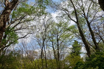 神代植物公園の新緑