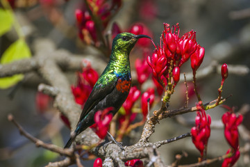 Mariqua Sunbird in Kruger National park, South Africa