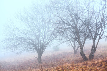 Trees in the fog in winter