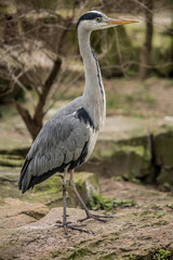 Beautiful gray heron at zoo in Berlin
