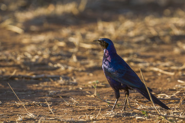 Meves's Glossy-Starling in Kruger National park, South Africa