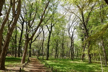 Fototapeta na wymiar 神代植物公園の新緑
