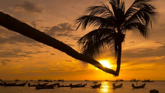 Palm and long tail boats on tropical beach at sunset. Koh Tao island, Surat Thani Province, Thailand