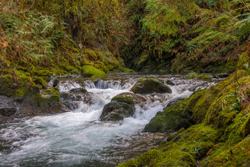 Scenic creek in the beautiful green forest. HOH RAIN FOREST, Olympic National Park, Washington state, USA