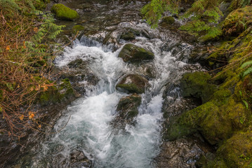 Scenic creek in the beautiful green forest. HOH RAIN FOREST, Olympic National Park, Washington state, USA