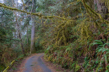 The Olympic Peninsula is home for gorgeous rain forests. HOH RAIN FOREST, Olympic National Park, Washington state, USA