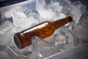 Bottles of beer on ice