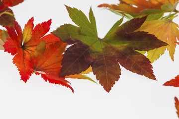 Bunte Herbstblätter