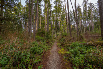 The Olympic Peninsula is home for gorgeous rain forests. HOH RAIN FOREST, Olympic National Park, Washington state, USA