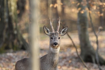 Capreolus capreolus