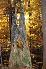  Carpathian beech forests