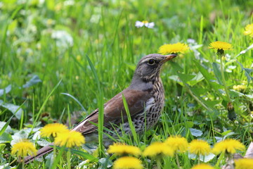 Turdus pilaris