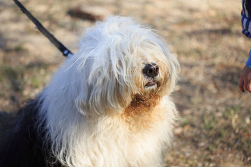 Very big very shaggy, faithful, kind service dog.