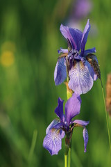 Iris sibirica