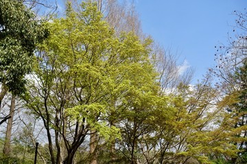 深大寺の新緑